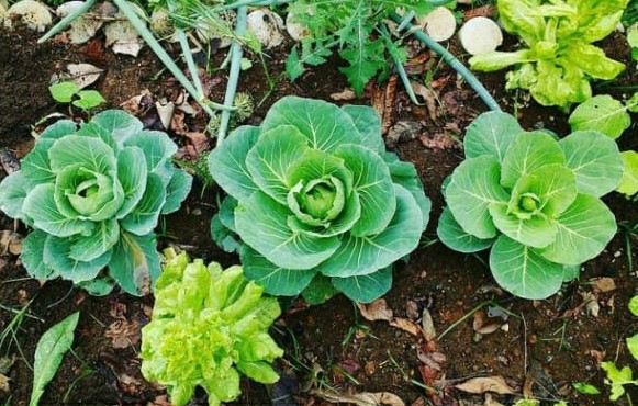 WhatsApp Image 2021-02-09 at 12.36.40 (2).jpeg